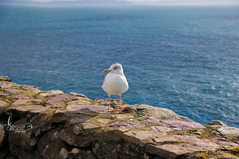 St. Louis Photographer - Ireland - bird next to water