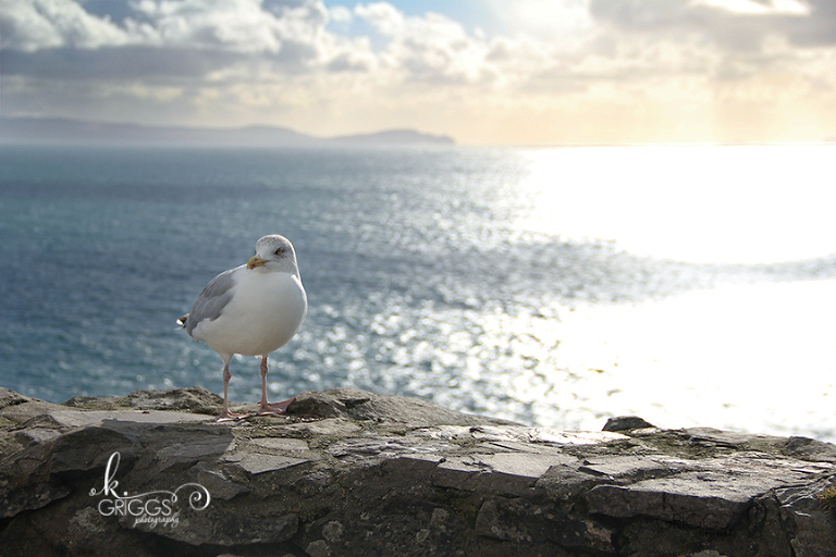 St. Louis Photographer - Ireland - bird next to water