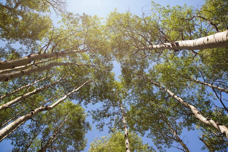 Sun shining through clump of aspen trees | St. Louis Photos